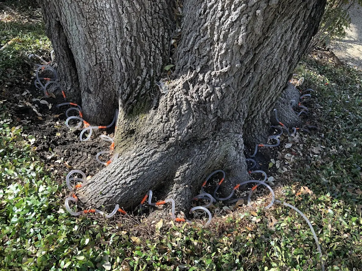 Detailed Tree Cabling and Bracing job site in Solebury