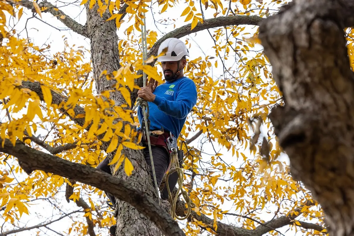 Skilled Tree Transplanting crew working in Solebury